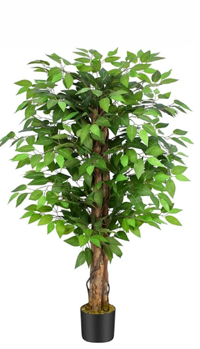 The Standard Weeping Fig